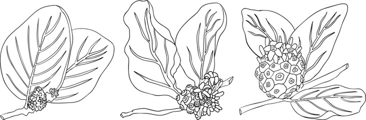 Detailed line art of noni fruits,Indian mulberry, great morinda. High quality, versatile vector illustrations.