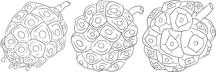 Detailed line art of noni fruits,Indian mulberry, great morinda. High quality, versatile vector illustrations.