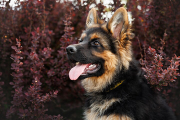 happy german shepherd puppy portrait outdoors in the bushes