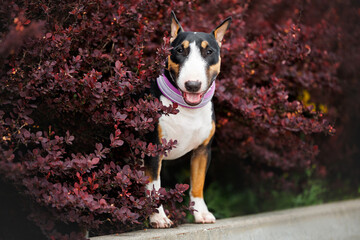 happy miniature bull terrier dog posing in a bush