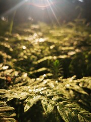 Fern After Rain with Sunlight – Fresh Green Leaves Close-Up With soft focus