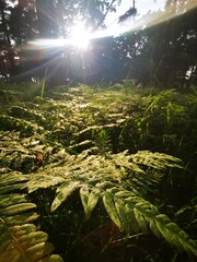 Fern After Rain with Sunlight – Fresh Green Leaves Close-Up