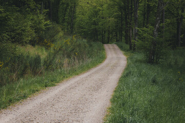 Obraz premium Deep european dark forest landscape, summer forest path leading into the distance