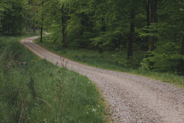 Deep european dark forest landscape, summer forest path leading into the distance
