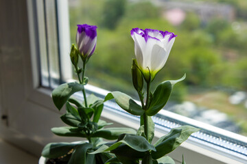 Young Eustoma flowers seedlings in white pots on a sunny windowsill. Purple white Eustoma flowers. Selective focus.