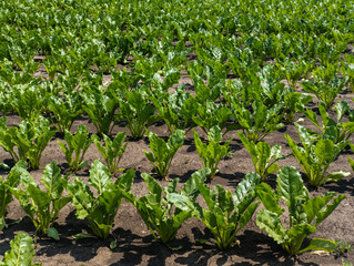 A field of sugar beet, rows of green leaves