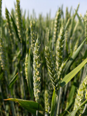 A wheat field with stalks and ears and a blue sky in the background