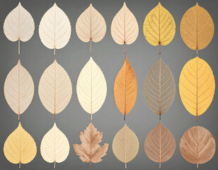 Obraz premium Autumn, beautiful colored leaves, fallen leaves design, art - 가을, 아름다운 색 단풍, 낙엽 디자인, 아트