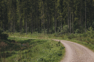 Deep european dark forest landscape, summer forest path leading into the distance