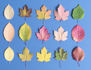 Fototapeta premium Autumn, beautiful colored leaves, fallen leaves design, art - 가을, 아름다운 색 단풍, 낙엽 디자인, 아트