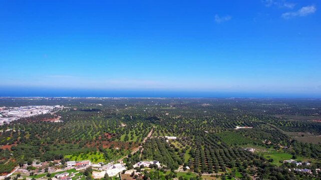 Ostuni - Italy, Apulia - Aerial view over the olive groves to the Adriatic Sea