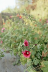 Pink hollyhocks blooming in five year old organic garden