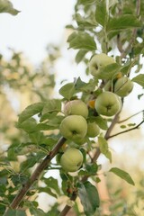 Green Apples on a Tree Branch