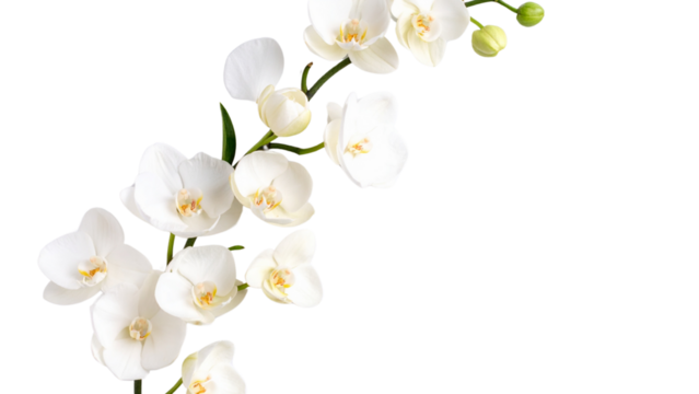 White flowers on white background, delicate floral arrangement with soft petals, minimalistic botanical composition isolated on white backdrop