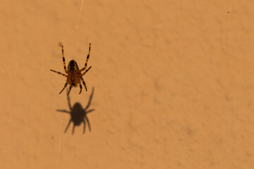 spider on a web
