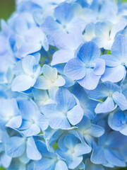 曇りの日の紫陽花の花10