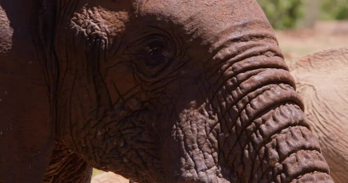 Extreme close-up of an African Bush Elephants (Loxodonta africana) head drinking at a waterhole in the savannah at midday in Kenya