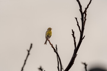 Serinus canaria pertenece a la familia de Fringillidae.