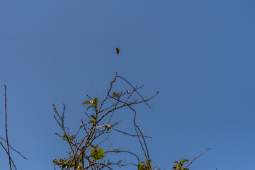 Phylloscopus collybita pertenece a la familia de Phylloscopidae.