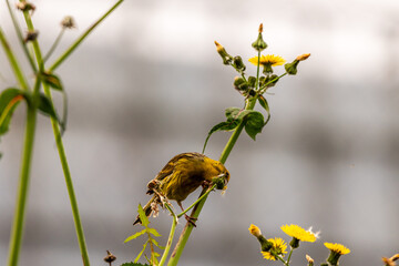 Serinus canaria pertenece a la familia de Fringillidae.