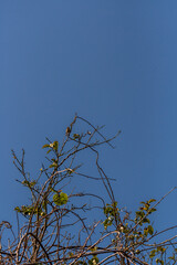 Phylloscopus collybita pertenece a la familia de Phylloscopidae.