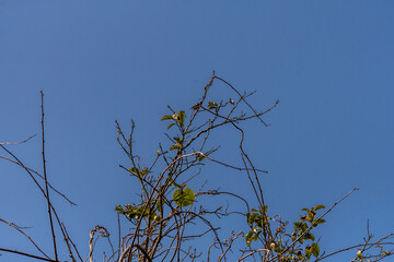 Phylloscopus collybita pertenece a la familia de Phylloscopidae.