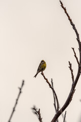 Serinus canaria pertenece a la familia de Fringillidae.