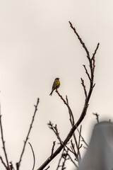 Serinus canaria pertenece a la familia de Fringillidae.