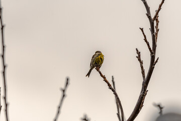 Serinus canaria pertenece a la familia de Fringillidae.