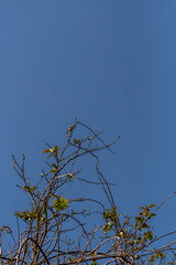 Phylloscopus collybita pertenece a la familia de Phylloscopidae.