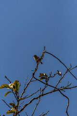 Phylloscopus collybita pertenece a la familia de Phylloscopidae.