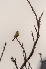 Serinus canaria pertenece a la familia de Fringillidae.