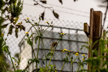 Serinus canaria pertenece a la familia de Fringillidae.