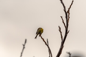 Serinus canaria pertenece a la familia de Fringillidae.