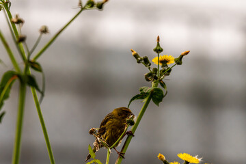Serinus canaria pertenece a la familia de Fringillidae.