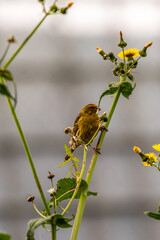 Serinus canaria pertenece a la familia de Fringillidae.