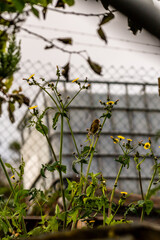 Serinus canaria pertenece a la familia de Fringillidae.