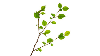 Obraz premium Lush green branch with vibrant leaves against black background, fresh spring growth symbolizing nature and beauty, botanical close-up isolated on dark backdrop