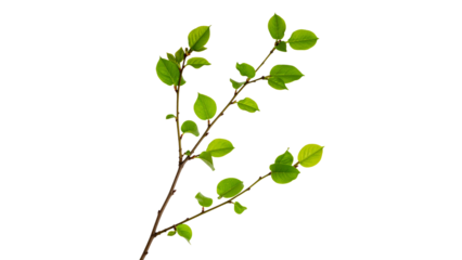Lush green branch with vibrant leaves against black background, fresh spring growth symbolizing nature and beauty, botanical close-up isolated on dark backdrop