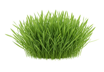 Isolated Fresh Green Grass Growing in a Clump
