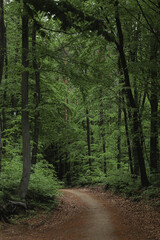 Deep european dark forest landscape in cloudy weather, summer forest path leading into the distance