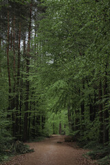 Deep european dark forest landscape in cloudy weather, summer forest path leading into the distance
