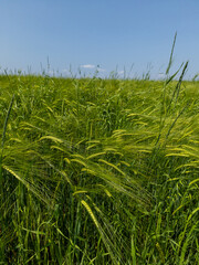 Wheat field, and corneal ears with blue sky