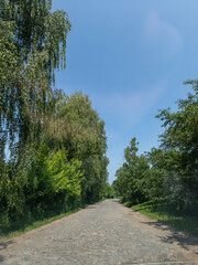 cobblestone road in the middle of the wooded zone with trees on both sides