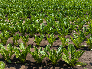 A field of sugar beet, rows of green leaves