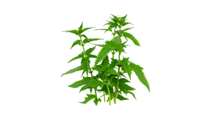 Green stinging nettle plants isolated on transparent background, fresh herbal foliage used in natural medicine, organic wild leaves for tea, healing, and botanical remedies