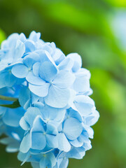 6月の花　曇りの日の紫陽花の花24