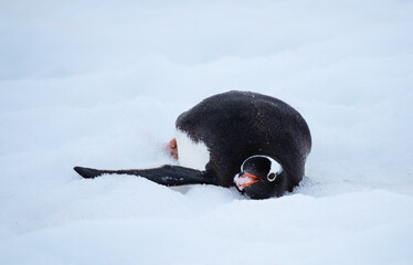 Penguin sliding downhill on the snow, Ronge Island, Graham Land, Antarctica