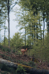 A curious young roe deer gives a look directly into the camera in quiet summer forest in Poland, Europe