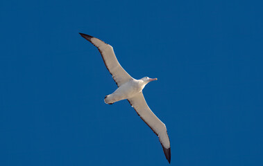 Wandering albatross, Drake passage, Antarctica